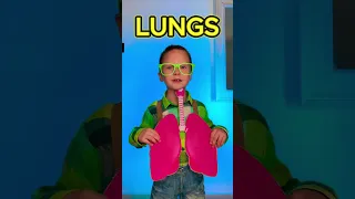 Body Secrets Organs Inside Us