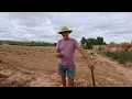Download Lagu We sow broad beans and plant spring garlic. EASY CROPS