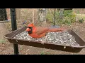 Backyard Bird Feeders - Royal Wing Platform Feeder