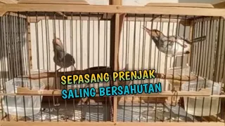 Download Sepasang PRENJAK GACOR saling bersahutan MP3