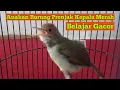 Download Lagu Anakan Burung Prenjak Kepala Merah || Belajar Bunyi/Ngeriwik Prospek Lomba
