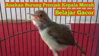 Download Anakan Burung Prenjak Kepala Merah || Belajar Bunyi/Ngeriwik Prospek Lomba MP3