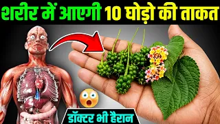 जंगली घनेरी खाने के 3 जबरदस्त फायदे | 3 Awesome Benefits of Eating Wild Ghaneri