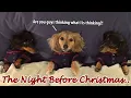Ep 53 Dachshund MISCHIEF on the Night Before Christmas Part 2