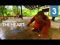Download Lagu #SARAWAK360XPERIENCE | Stories From The Heart - Semenggoh Episode 3
