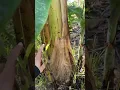 Download Lagu cara tanam pisang..rujuk notakeep