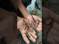 Download Lagu Er zit iets verborgen achter de rots 🦐