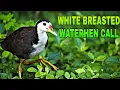 Download Lagu White Breasted Waterhen Call Sound Effect