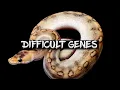 Eight Ball Python Genes that are Difficult to Work With