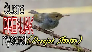 suara prenjak nyecret prenjak starter 