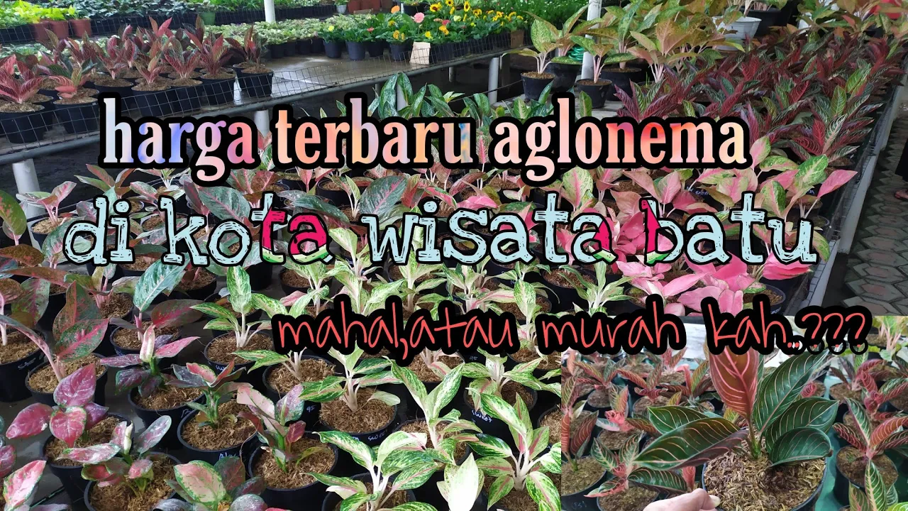 
          
          
          
            
            update HARGA AGLONEMA di Kios Bunga Barokah kota batu,Malang
          
        . 