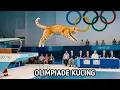 Download Lagu Cara Bikin Video Kucing Terjun Ke kolam renang ikut olimpiade viral 🔥