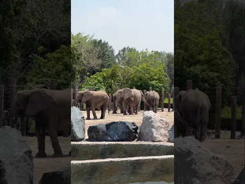 यह जानवर इंसानी आवाज़ समझ सकता है #animals #elephant