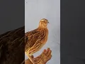 Burung puyuh gacor. Sandal Japit
