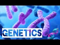 Genetics Exam 2 Review part 1
