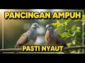 Download Lagu BIKIN EMOSI, PANCINGAN PERKUTUT BANGKOK PALING AMPUH ‼️ LANGSUNG BIKIN PERKUTUT GACOR