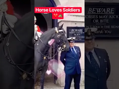 Horse Loves Soldiers ❤️🐴 #horseguardsparade #horse #kingguard #travel #tourist