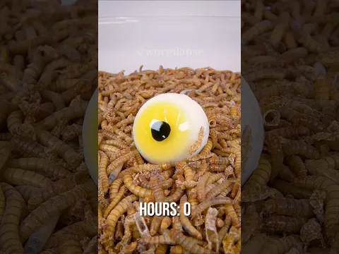 Mealworms Vs. Candy Eye 🍬👁️