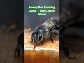 Download Lagu Honey Bee Farming Guide - Bee Care in Winter 🥰 | Tropical Forest Bees #bees