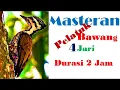 Download Lagu Masteran Pelatuk Bawang 4 Jari #masteran #burungkicau #kicaumania #pelatukbawanggacor #pelatukbawang