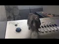 Bird stepping on key