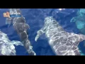 Lagu Dolphins in Manado Bay - Murex Dive Resorts