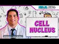 Cell Nucleus Structure Function