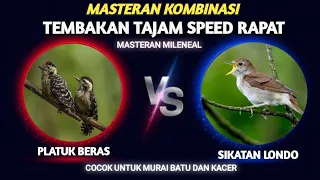 paling di cari masteran murai batu tembakan rapat ngerol nembak sikatan londo sambung platuk beras