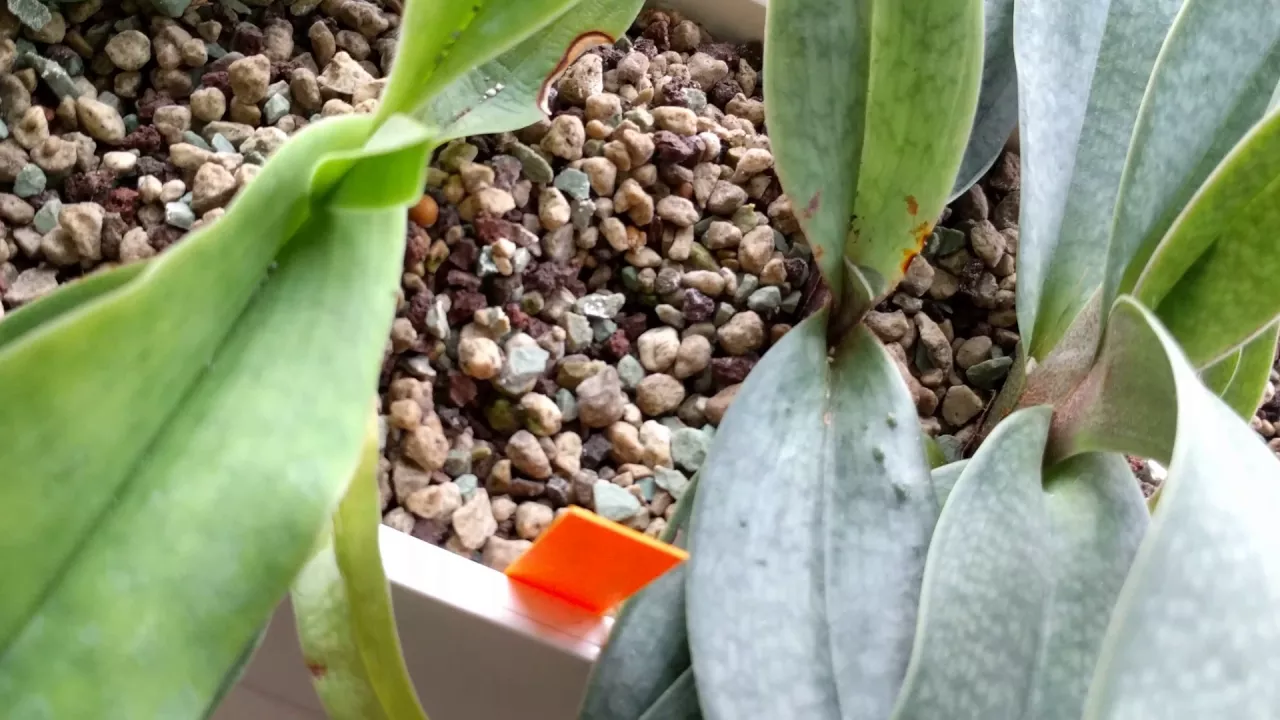 ORCHIDS IN LECHUZA POTS 1 MONTH PROGRESS UPDATE