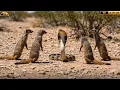 Download Lagu King Cobra vs Mongoose Pack: An Epic 1 vs 10 Survival Showdown