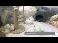 Munchkin Cat For Sale Place To Buy Munchkin Kittens For Sale