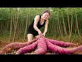 Download Lagu Harvesting Giant Purple Cassava \u0026 Selling At The Market | The Most Valuable Tuber Of All Time