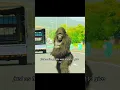 Download Lagu Je hebt nog nooit zo'n toegewijde gorilla gezien #kerst #muziek
