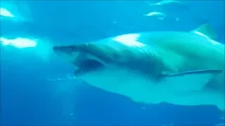 Download HUGE Great White Shark with BIG Teeth MP3