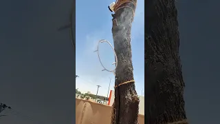 حلقه ضباب استاليس 4 نزل 