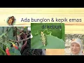 Download Lagu Kepik Emas, Bunglon Taman (Calotes),  Hewan Lain di Halaman Rumah