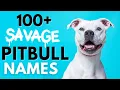 100 Pit Bull Names Male and Female Pit Bull Dog Names