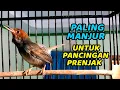 Download Lagu Prenjak Tamu gacor suara BERSIH Narung ampuh💯% bikin prenjak LAWAN langsung NYAUT BUNYI