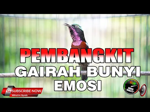 Download MP3 TERAPI KONIN - PEMBANGKIT EMOSI GAIRAH BUNYI SEMUA JENIS BURUNG KOLIBRI NINJA