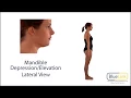 Mandible Depression Elevation