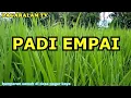 Lagu Lagu pagar alam jeme kite padi empai hamparan padi di desa pagar kaya pagaralam vidgram terbaru
