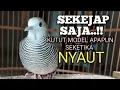 Download Lagu PERKUTUT LOKAL GACOR mbekur bikin EMOSI Lawan jadi ikutan NYAUT BUNYI Manggung