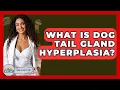 What Is Dog Tail Gland Hyperplasia - Ask A Pet Vet