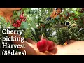 Cherry picking Australia 2020 AWESOME