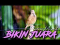 Download Lagu MATERI MEWAH BIKIN JUARA - MASTERAN KENARI ISIAN BLACKTHROAT GACOR SUARA JERNIH MUDAH MASUK