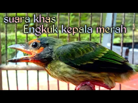 Download MP3 suara khas engkuk kepala merah || burung takur