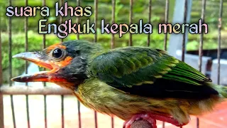 Download suara khas engkuk kepala merah || burung takur MP3