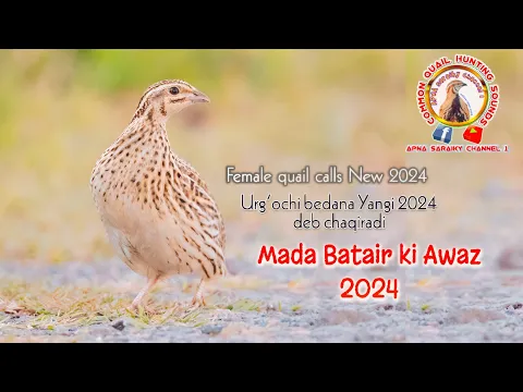 Download MP3 female quail call New 2024 /Madi Batair ki Awaz 2024 / female quail sound 2024