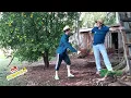 Download Lagu Simplicidade da Roça #piada #comedy