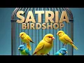 Download Lagu update hari rabu di satria birdshop banyak bongkaran burcil di sore harinya nih bolo!!